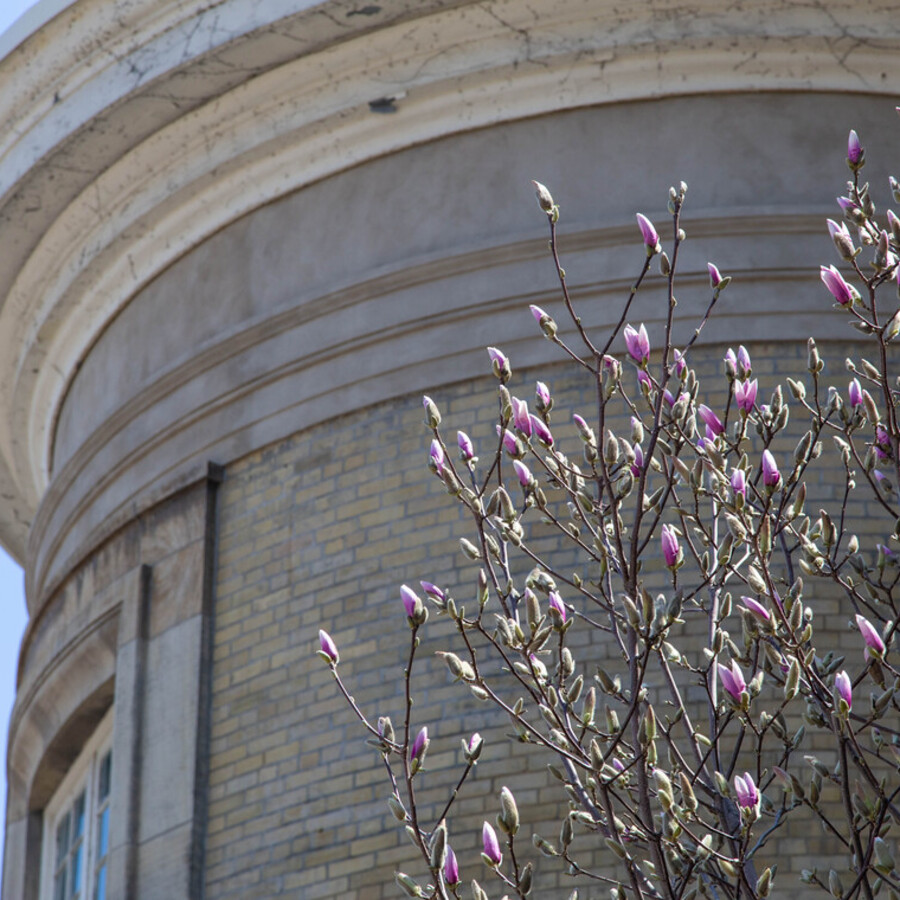 A tree with small blossoms in the foreground of Convocation Hall.